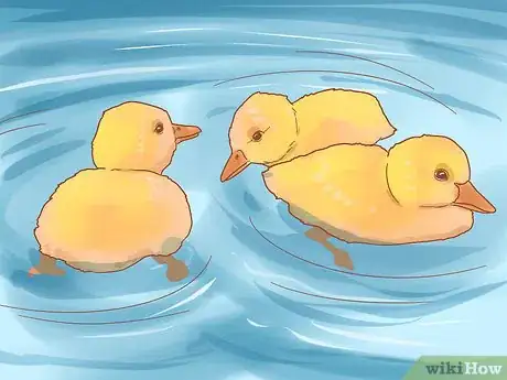 Imagen titulada Take Care of Ducklings Step 11
