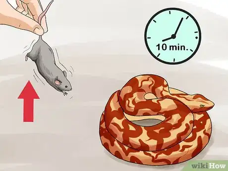 Imagen titulada Feed a Snake Step 7