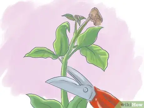 Imagen titulada Plant Pansies in Containers and Pots Step 11