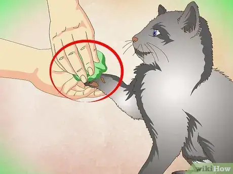 Imagen titulada Make a Kitten Like Water Step 11