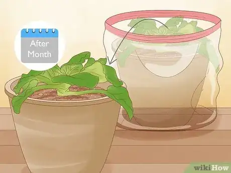 Imagen titulada Repot African Violets Step 24