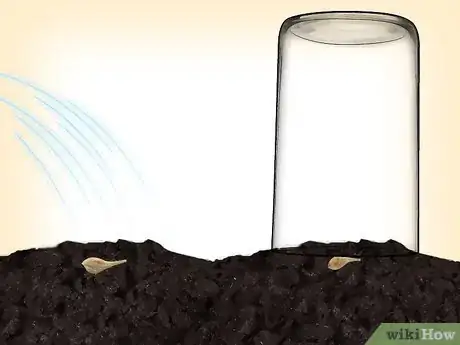 Imagen titulada Propagate Clematis Step 5