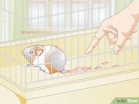 Imagen titulada Treat Respiratory Problems in Guinea Pigs Step 9