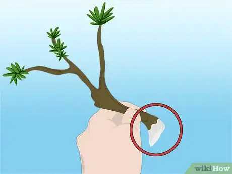Imagen titulada Propagate Azaleas Step 16
