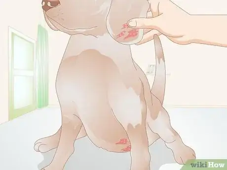 Imagen titulada Get Rid of a Rash on a Dog Step 1
