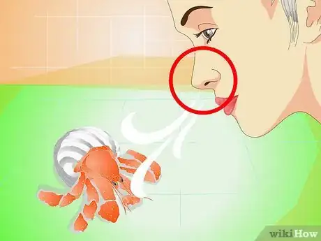 Imagen titulada Know when Your Hermit Crab Is Dead Step 1