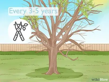 Imagen titulada Prune Walnut Trees Step 7