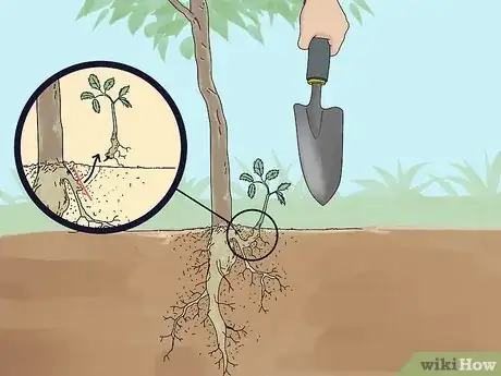Imagen titulada Prune a Trumpet Vine Step 2