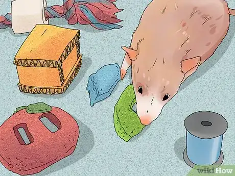 Imagen titulada Take Care of a Paralyzed Rat Step 9