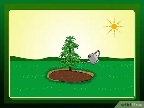 Imagen titulada Replant a Tree Step 17