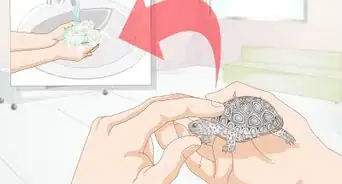 mantener a una tortuga saludable