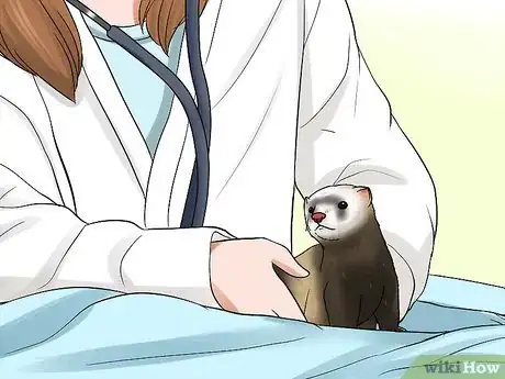 Imagen titulada Breed a Pet Ferret Step 14