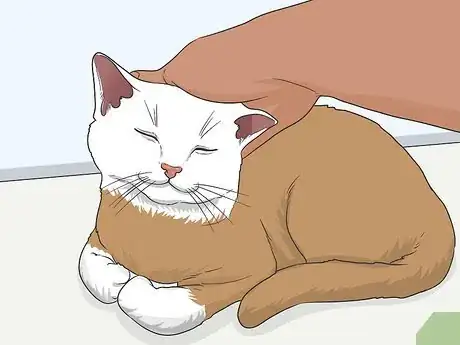 Imagen titulada Gain a Cat's Trust Step 11