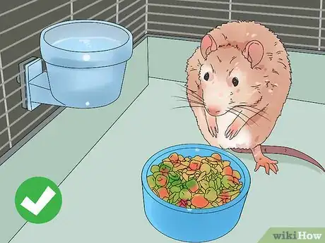Imagen titulada Take Care of a Paralyzed Rat Step 8