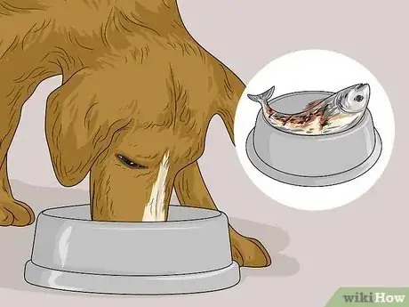 Imagen titulada Feed a Sick Dog Step 5