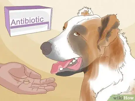 Imagen titulada Diagnose and Treat Your Dog's Itchy Skin Problems Step 19