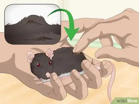Imagen titulada Spot Common Signs of Illness in Mice Step 1