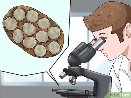 Imagen titulada Identify Different Dog Worms Step 13