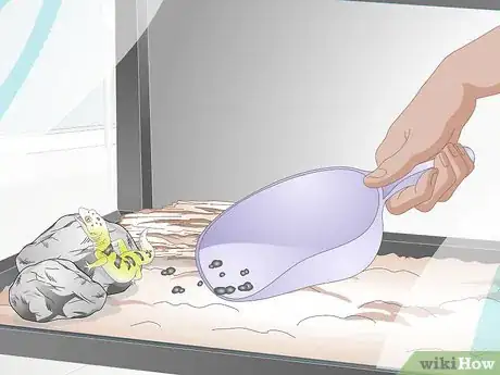 Imagen titulada Bathe a Leopard Gecko Step 13
