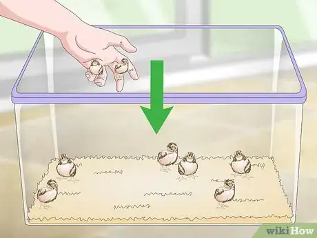 Imagen titulada Breed Quail Step 24
