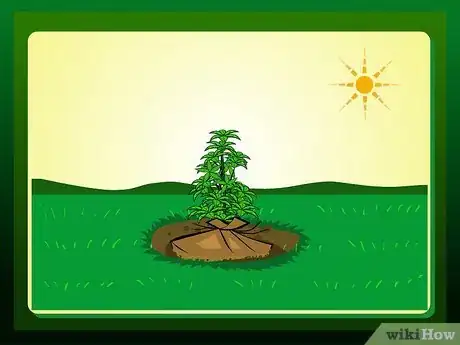 Imagen titulada Replant a Tree Step 13