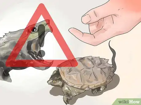 Imagen titulada Pet a Turtle Step 9