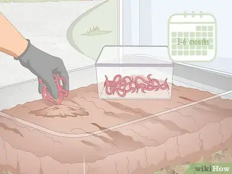 Imagen titulada Breed Worms Step 13