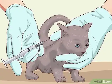 Imagen titulada Catch a Stray Cat Step 10