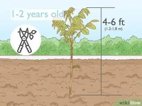 Imagen titulada Prune Walnut Trees Step 1