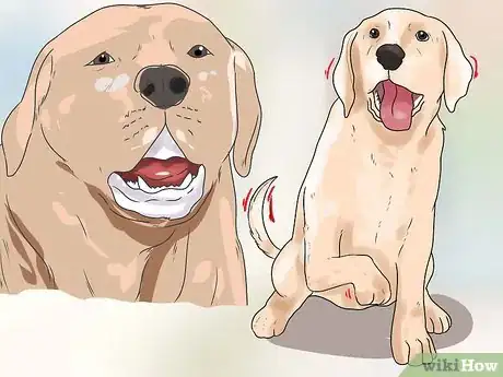 Imagen titulada Break Up a Dog Fight Step 10