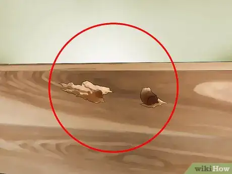 Imagen titulada Identify Carpenter Bees Step 11