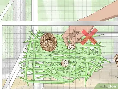 Imagen titulada Breed Quail Step 13