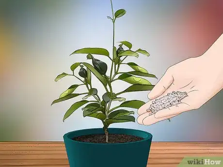 Imagen titulada Grow Jasmine from Cuttings Step 21