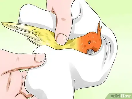Imagen titulada Clip a Cockatiel's Flier Feathers Step 2