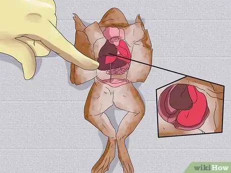 Imagen titulada Dissect a Frog Step 13