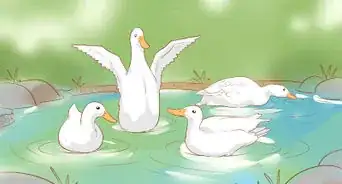cuidar de los patos durante el invierno
