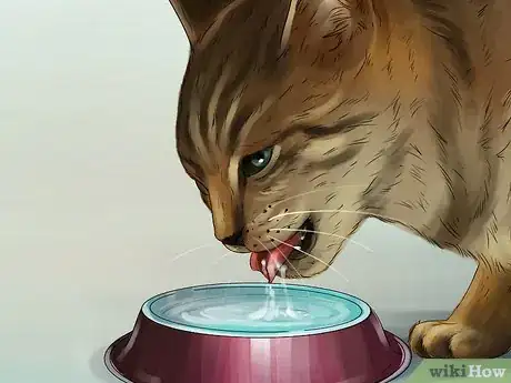 Imagen titulada Treat a Cat With a Cold Step 6