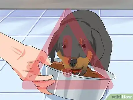 Imagen titulada Diagnose Dysplasia in Rottweilers Step 11