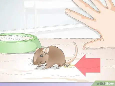 Imagen titulada Know if a Gerbil Is Ill Step 5