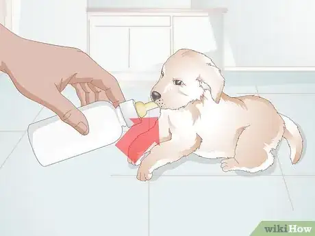Imagen titulada Feed Newborn Puppies Step 3