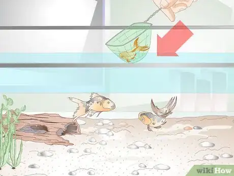 Imagen titulada Lower Ammonia Levels in a Fish Tank if They Are Not Very High Step 4