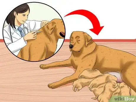 Imagen titulada Treat Hookworms in Dogs Step 13