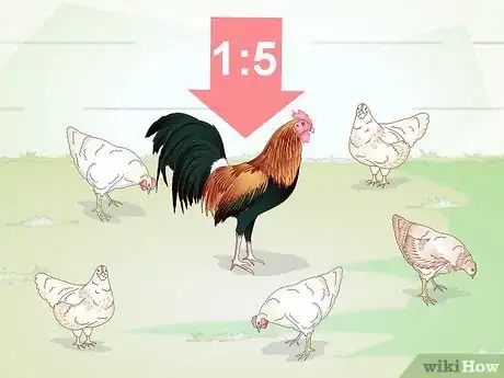 Imagen titulada Get Your Hen to Become Broody Step 14