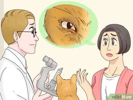 Imagen titulada Diagnose and Treat Blepharitis in Cats Step 8