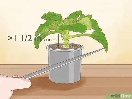 Imagen titulada Repot African Violets Step 18