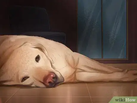 Imagen titulada Spot Signs of Pancreatitis in Dogs Step 2