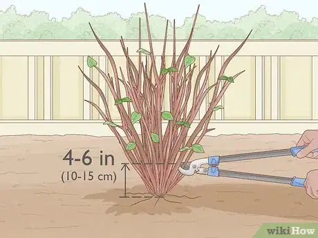 Imagen titulada Prune Mock Orange Shrubs Step 11