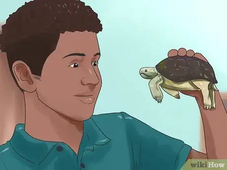 Imagen titulada Keep Your Turtle Happy Step 4
