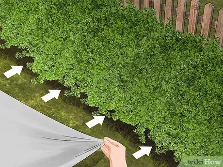 Imagen titulada Trim Evergreen Bushes Step 4