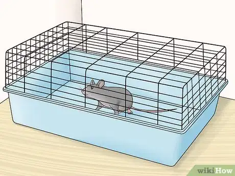 Imagen titulada Care for an Injured Pet Mouse Step 10